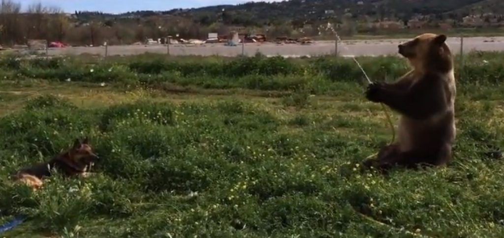 Η αρκούδα που παίζει με το λάστιχο …και τα καλύτερα βίντεο της Μ. Τετάρτης