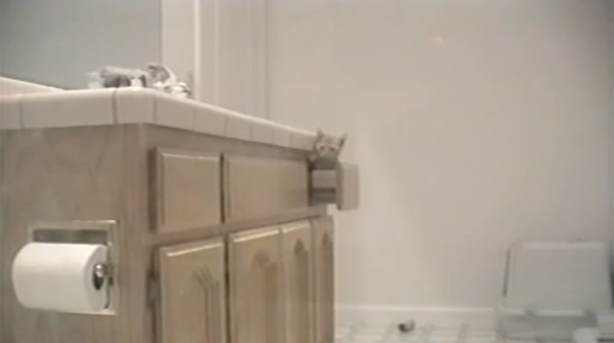 Η γάτα που εξαφανίζεται .. και τα καλύτερα βίντεο της Πέμπτης