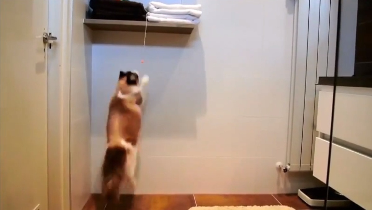 Η επίμονη γάτα …και τα καλύτερα βίντεο της Τρίτης