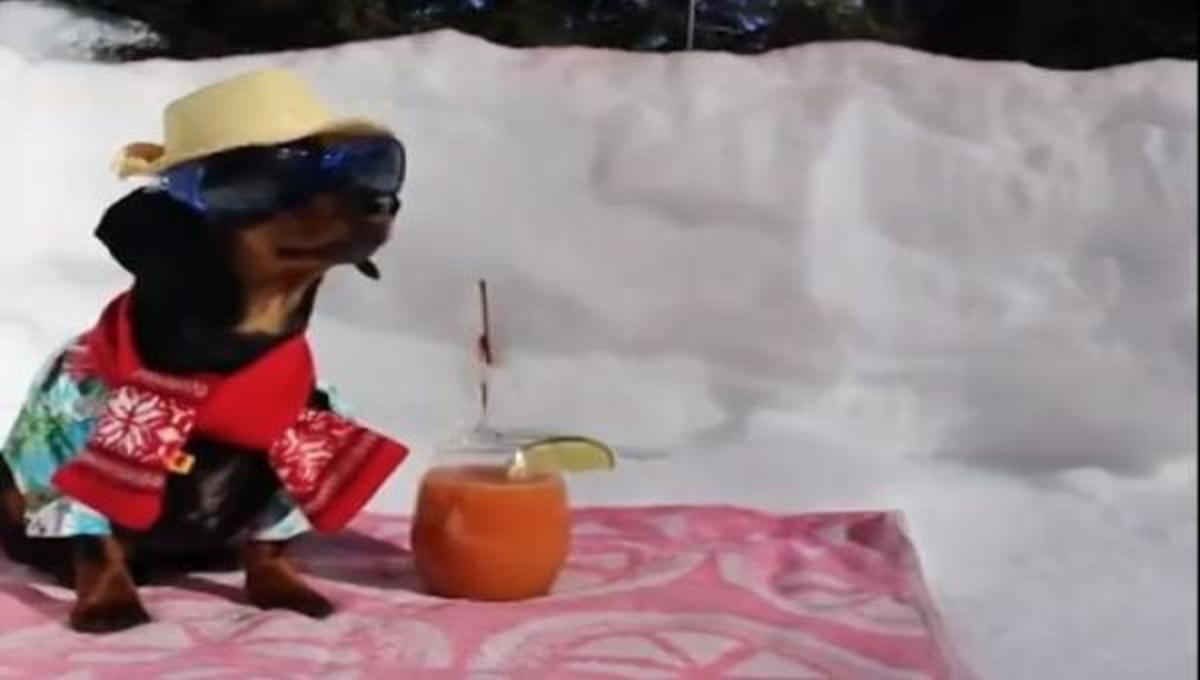 Ένας σκύλος στο χιόνι …και τα καλύτερα βίντεο της Τετάρτης