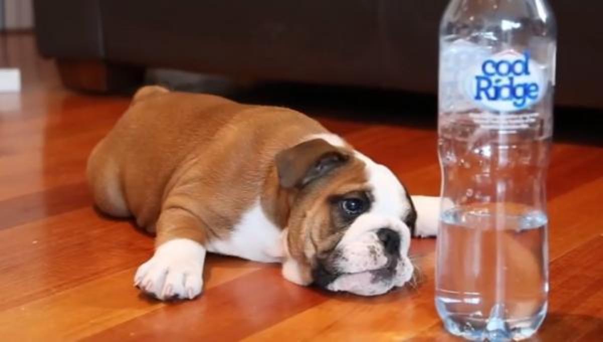 Κουτάβι εναντίον μπουκαλιού … και τα καλύτερα βίντεο της Τετάρτης