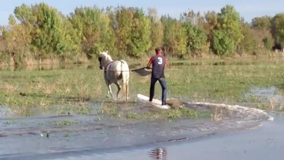 Wakeboard με ένα άλογο …και τα καλύτερα βίντεο της ημέρας