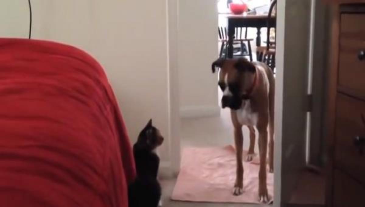 Οι σκύλοι που φοβούνται τις γάτες …και τα καλύτερα βίντεο της Τετάρτης
