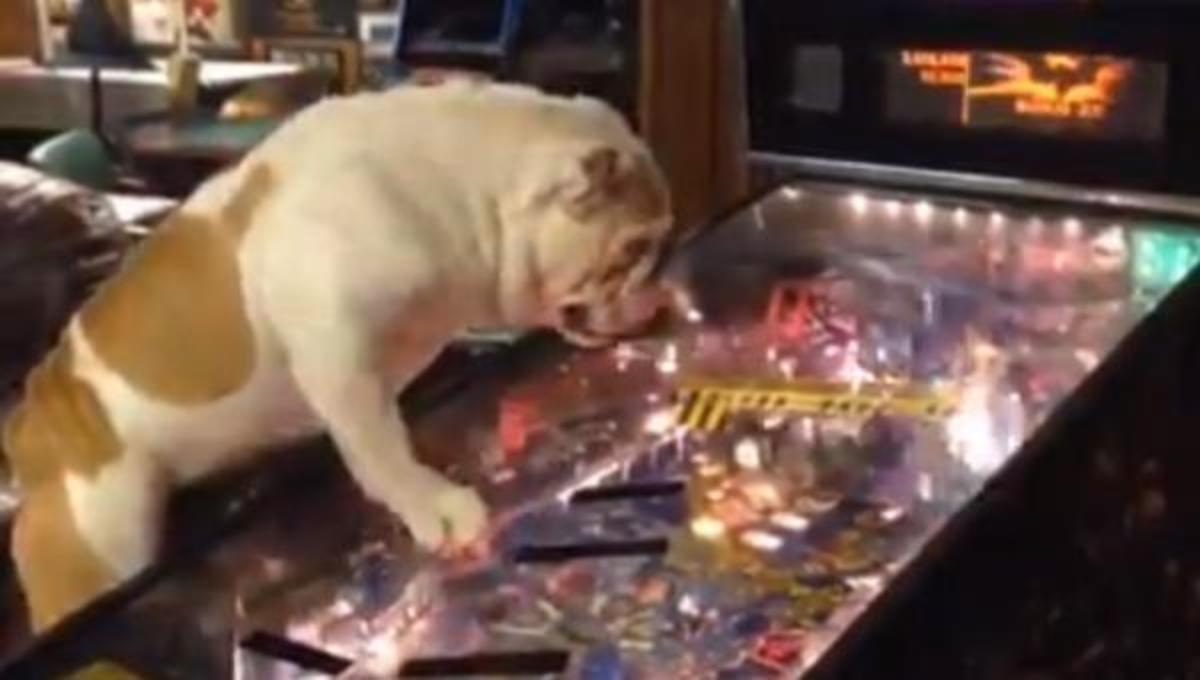 Ο σκύλος και το φλιπεράκι …και τα καλύτερα βίντεο της Τετάρτης