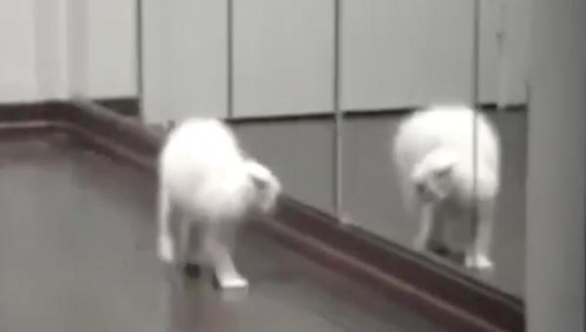 Όταν οι γάτες κοιτιούνται στον καθρέφτη ..και τα καυτερά βίντεο της Δευτέρας