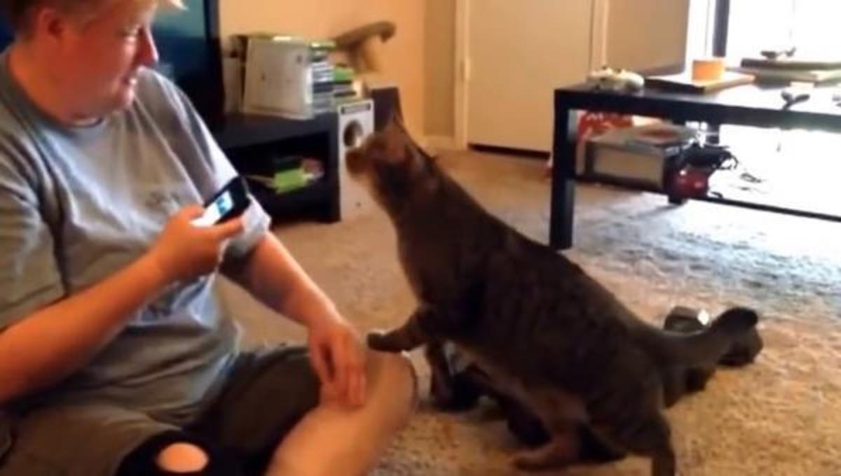 Η εκδίκηση της γάτας …και τα καλύτερα βίντεο της Πέμπτης