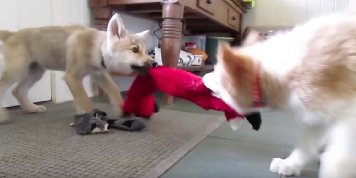 Ο σκύλος που παίζει με το λύκο …και τα καλύτερα βίντεο της Τρίτης