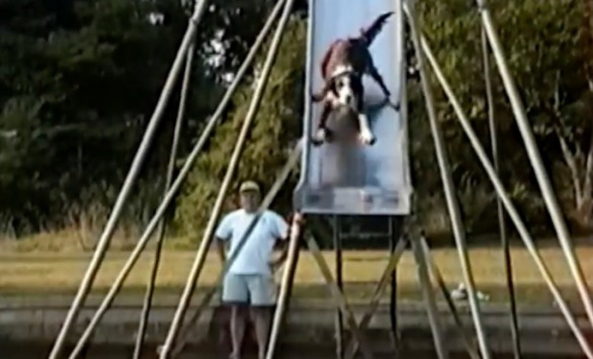 Σκύλος σε νεροτσουλήθρα