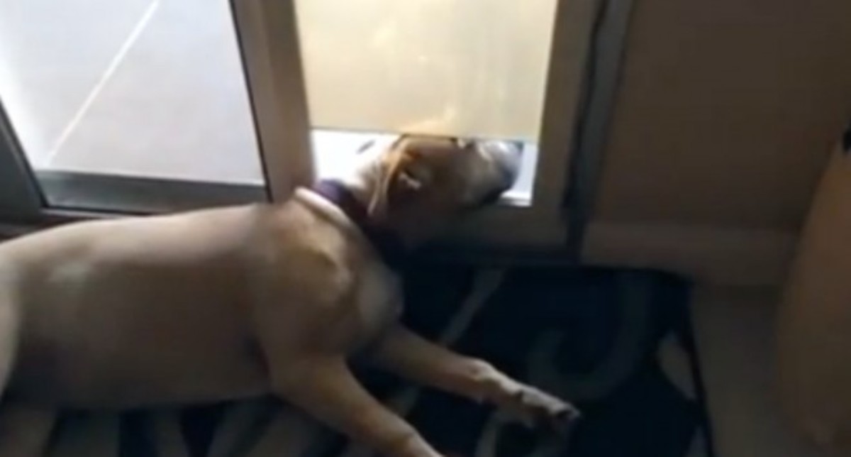 Ο σκύλος που βαριέται