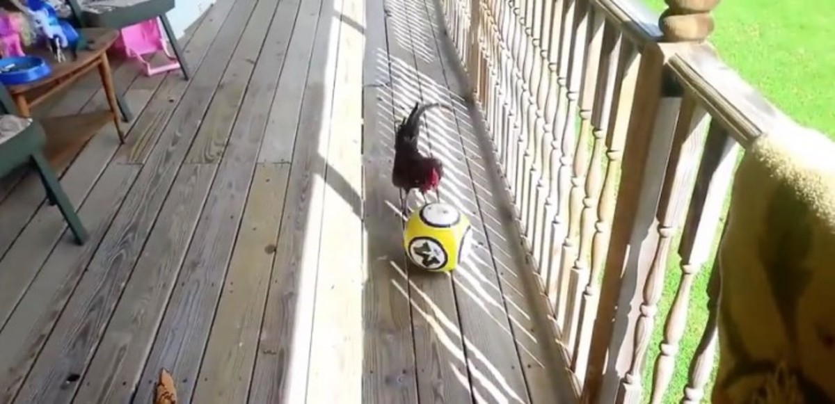 Κόκορες παίζουν με μπάλα