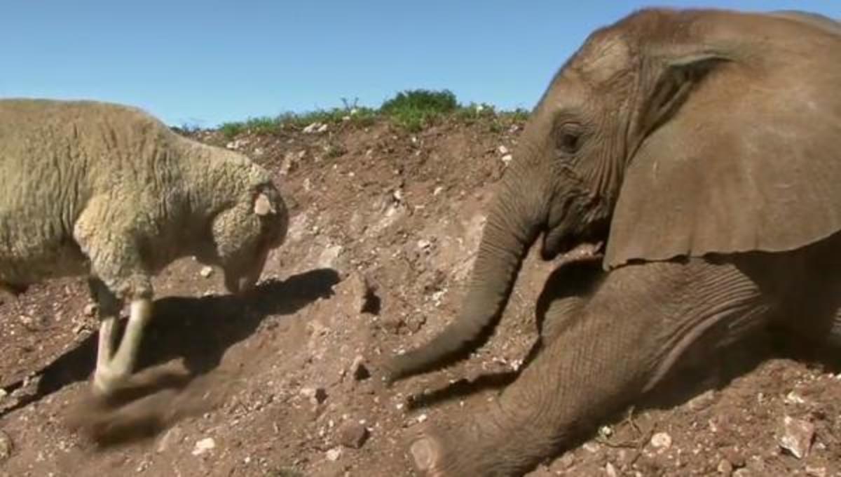 Οι πιο παράξενες φιλίες …και τα καλύτερα βίντεο της Τρίτης