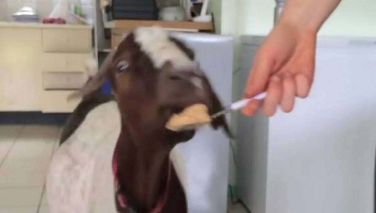 Η προτίμηση της κατσίκας