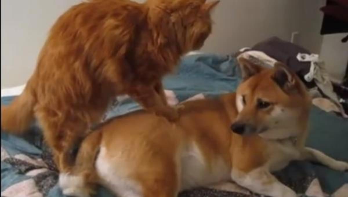 Τα καλύτερα βίντεο της εβδομάδας