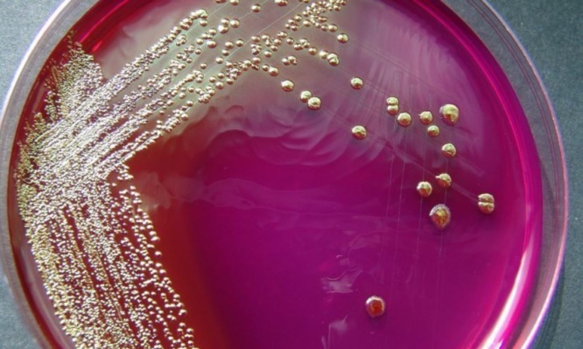 E.coli: Ένα βήμα πιο κοντά στην πλήρη χειραγώγηση του βακτηρίου από τον άνθρωπο!