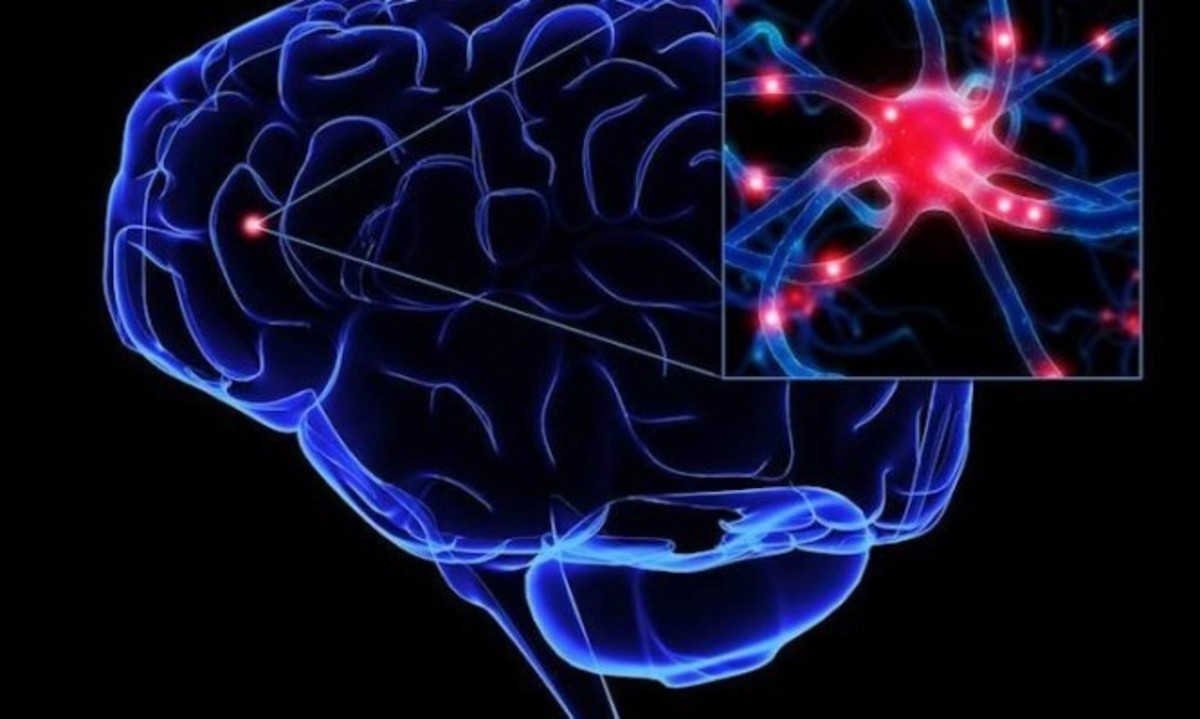 Ελληνική διάκριση σε μεγάλη έρευνα: Βρήκαν το πώς ο εγκέφαλος παράγει νέα κύτταρα