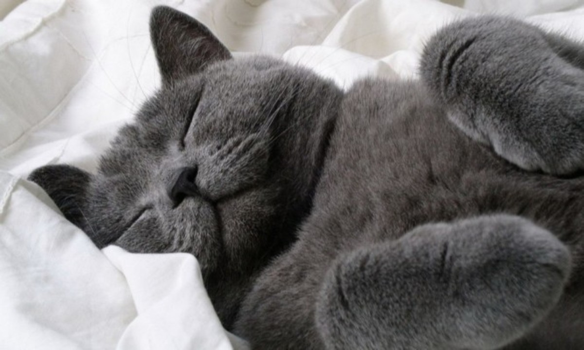 Ύπνος και υγεία: Από τι κινδυνεύουν όσοι κοιμούνται πολύ το μεσημέρι