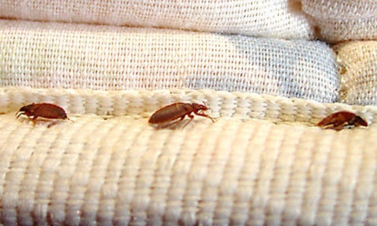 Ποια χρώματα στο κρεβάτι ελκύουν τους κοριούς