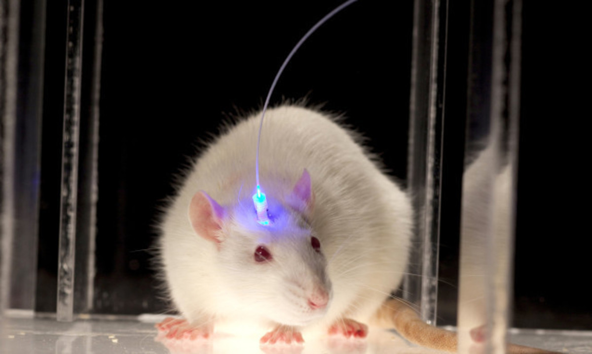 Απίστευτο! Επανέφεραν με οπτογενετική, μνήμες που είχαν χαθεί λόγω Αλτσχάιμερ