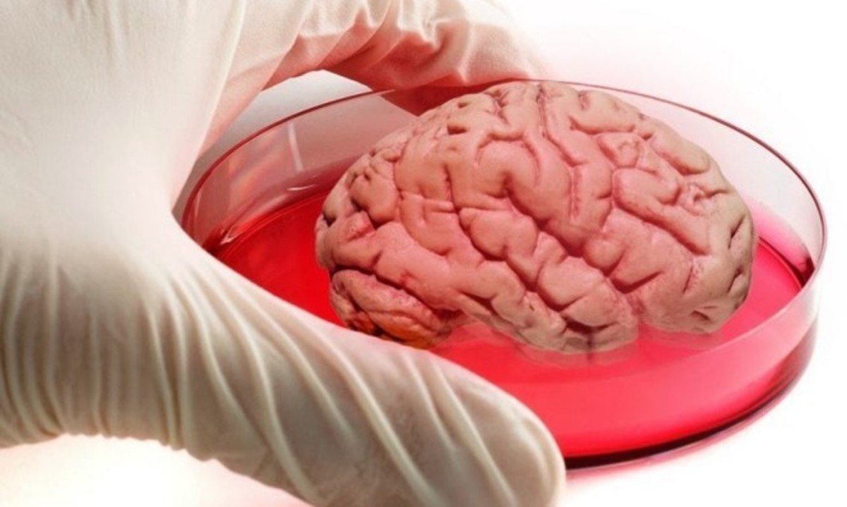 Εγκέφαλος… εργαστηρίου; Και όμως ΝΑΙ και με ελληνική υπογραφή στην έρευνα!