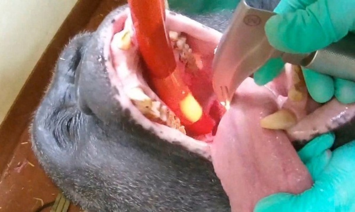 Ένας γορίλας στον… οδοντίατρο – Απίστευτες σκηνές (ΒΙΝΤΕΟ)