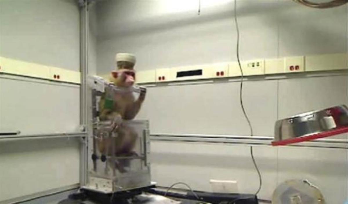 Απίστευτο: Μαϊμού οδηγεί αναπηρικό αμαξίδιο με τη δύναμη του νου (ΒΙΝΤΕΟ)