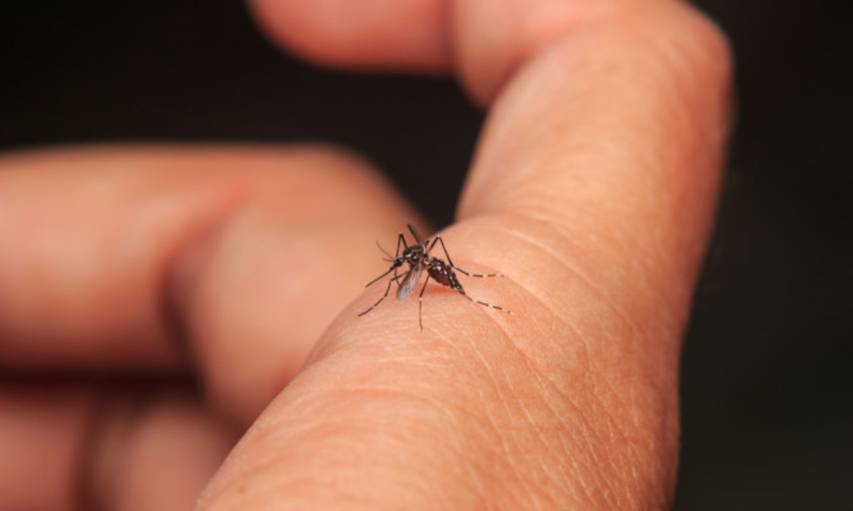 Τι πρέπει να γνωρίζετε για τον ιό Ζίκα – Οδηγίες για ταξιδιώτες σε ενδημικές περιοχές