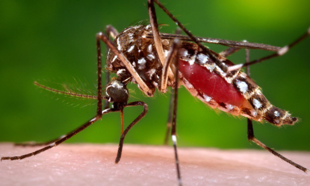 Μπορούν τα κουνούπια να μεταδώσουν τον ιό HIV;