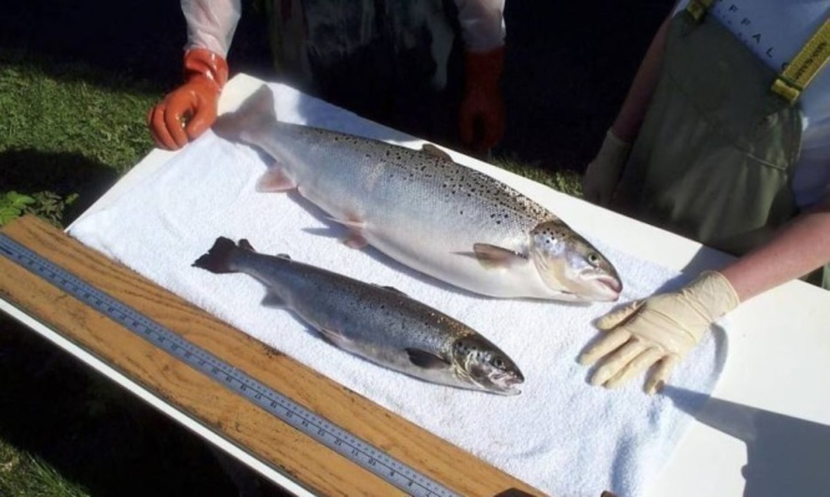 Έγινε η αρχή για να φτάσουν μεταλλαγμένες τροφές στο πιάτο μας