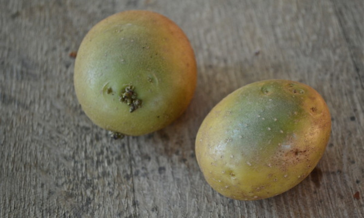 Γιατί πρέπει να ΜΗΝ τρώτε τις πατάτες που έχουν αυτή την όψη (ΒΙΝΤΕΟ)