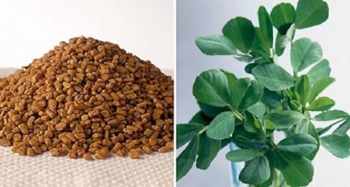 Το βότανο που «χτυπάει» διαβήτη, χοληστερόλη και αυξάνει το στήθος!