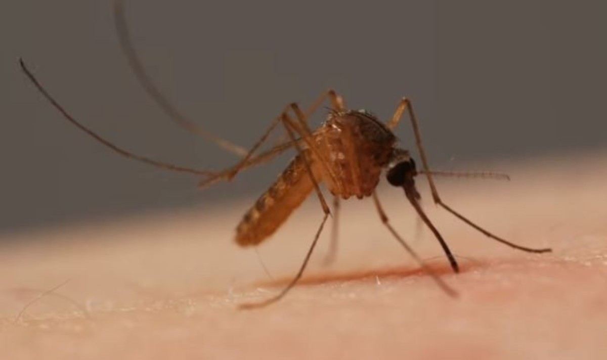 Εκπληκτικές εικόνες: Δείτε σε ΜΕΓΕΘΥΝΣΗ τι κάνει ένα κουνούπι στο δέρμα σας (ΒΙΝΤΕΟ)
