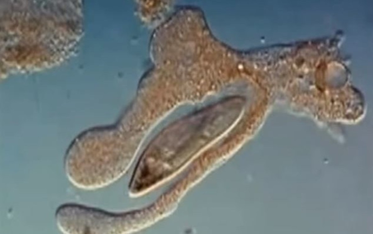 Απίστευτο: Πώς τα λευκά αιμοσφαίρια επιτίθενται σε βακτήρια και ιούς (ΒΙΝΤΕΟ)