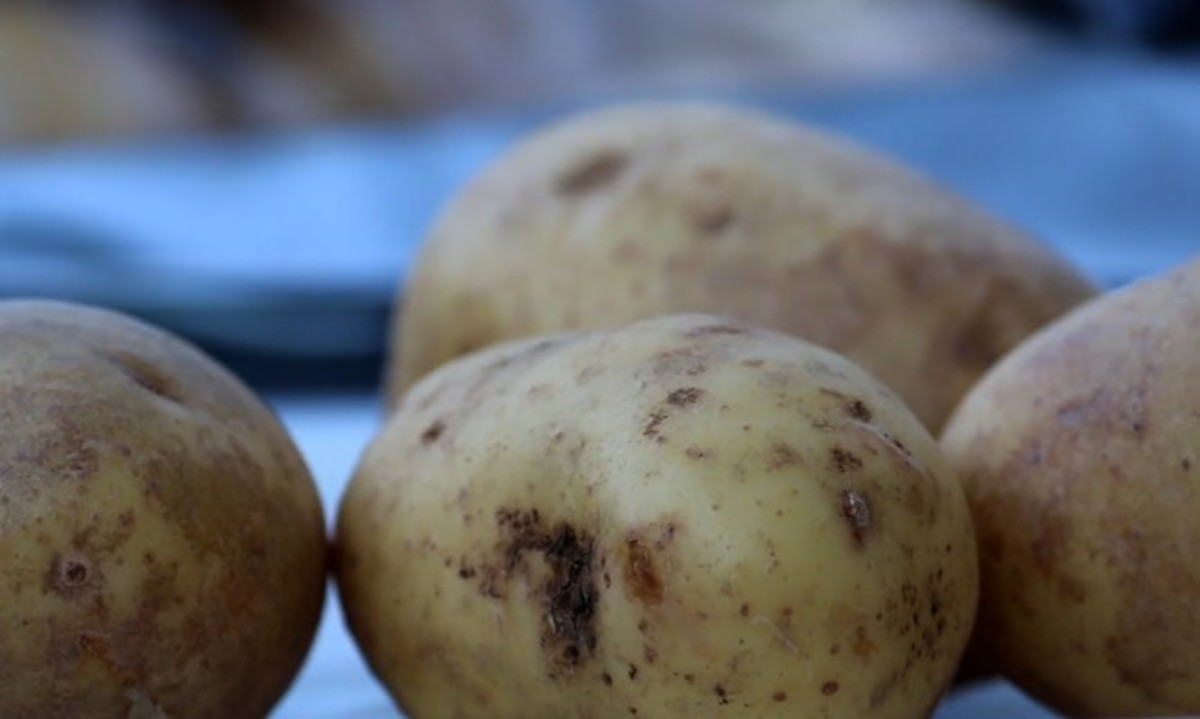 Αν δείτε αυτό στις πατάτες, πρέπει να τις πετάξετε – Κίνδυνος νευρολογικού προβλήματος