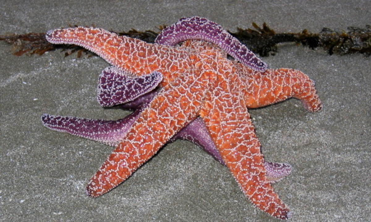 Δείτε πέντε περίεργες έρευνες για το σεξ!