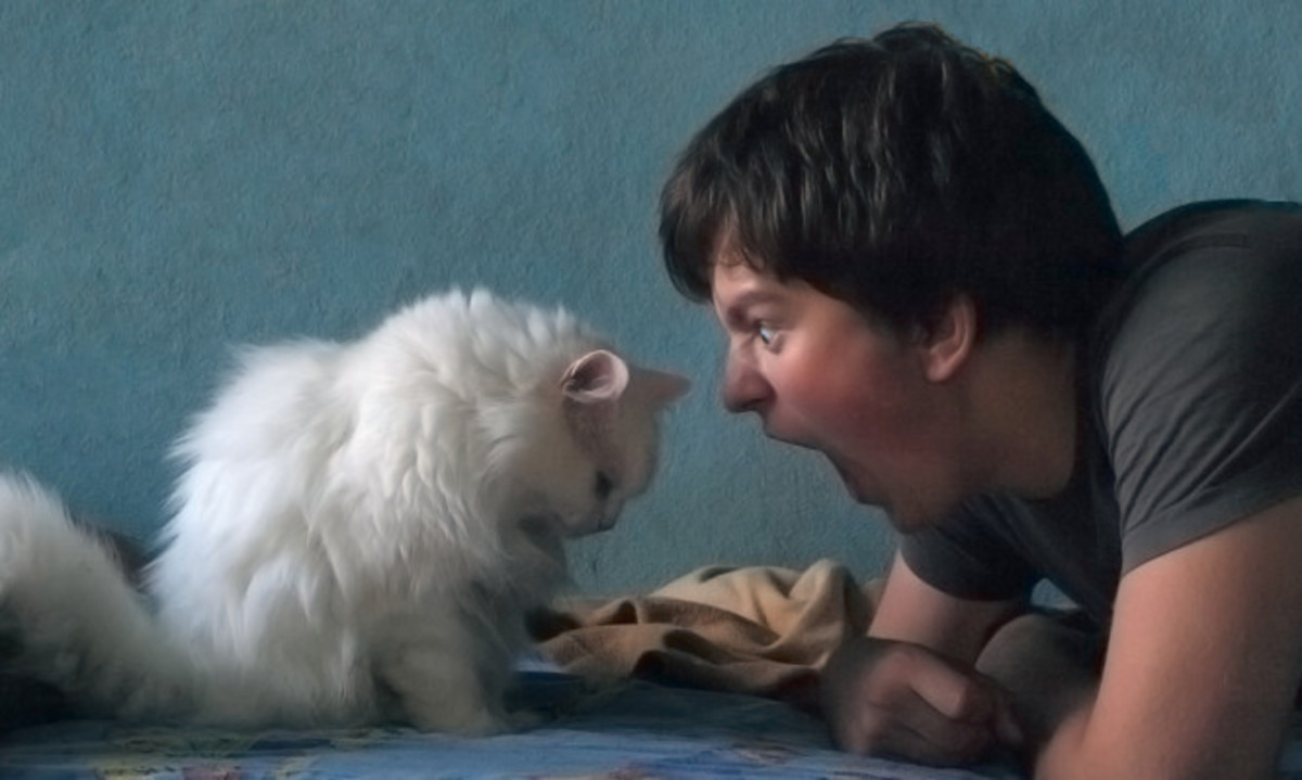 Έχετε γάτα; Δείτε τι μπορεί να συμβαίνει και να σας βγάζει… έξω φρενών