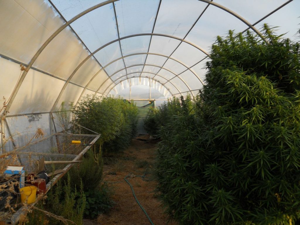 Θερμοκήπιο…. κάνναβης στο Αλιβέρι – Φωτο