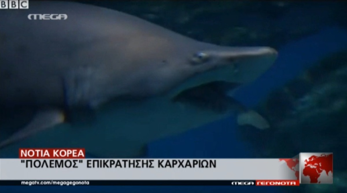 Θηλυκός καρχαρίας τρώει αρσενικό