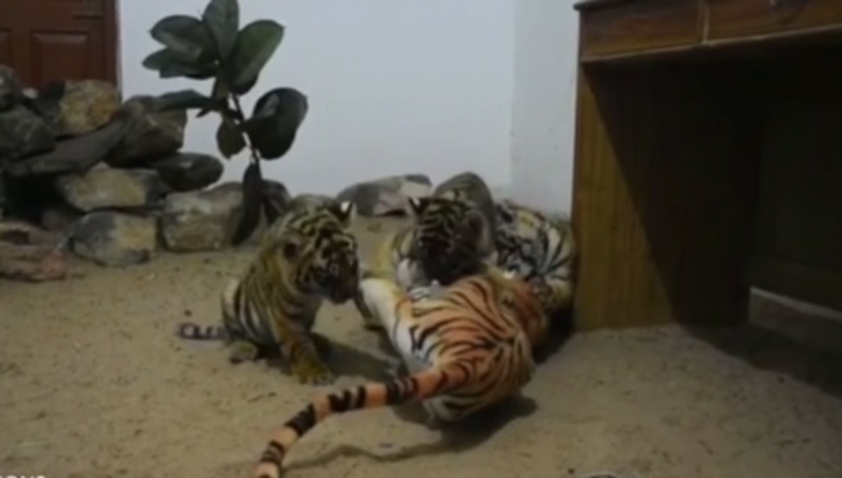 “Madre” in plastica per cuccioli di tigre orfani appena nati [vid]