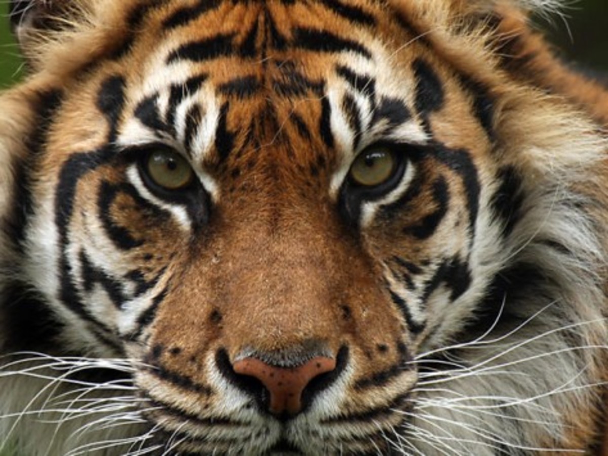 Κάτοικοι σκότωσαν τίγρη της Βεγγάλης με το φόβο ότι μπορεί να τους επιτεθεί