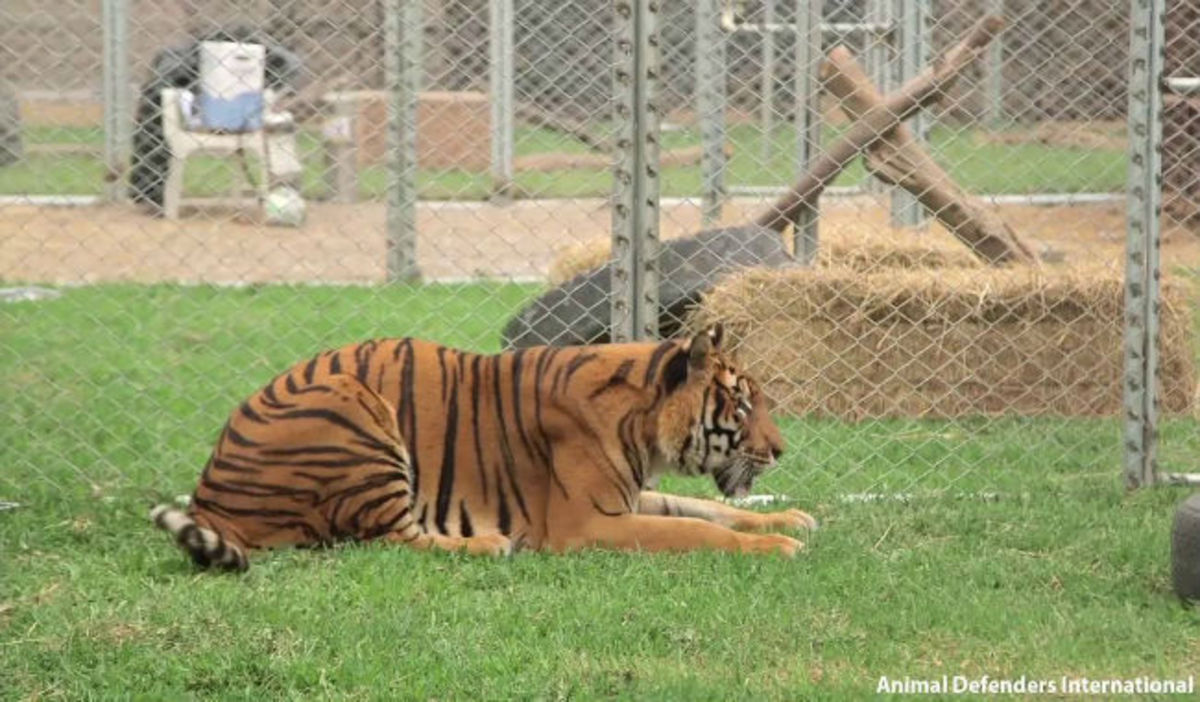 Αυτή η τίγρης έζησε την μισή της ζωή μέσα σε κλουβί – Παρακολουθήστε τη στιγμή που απελευθερώνεται!