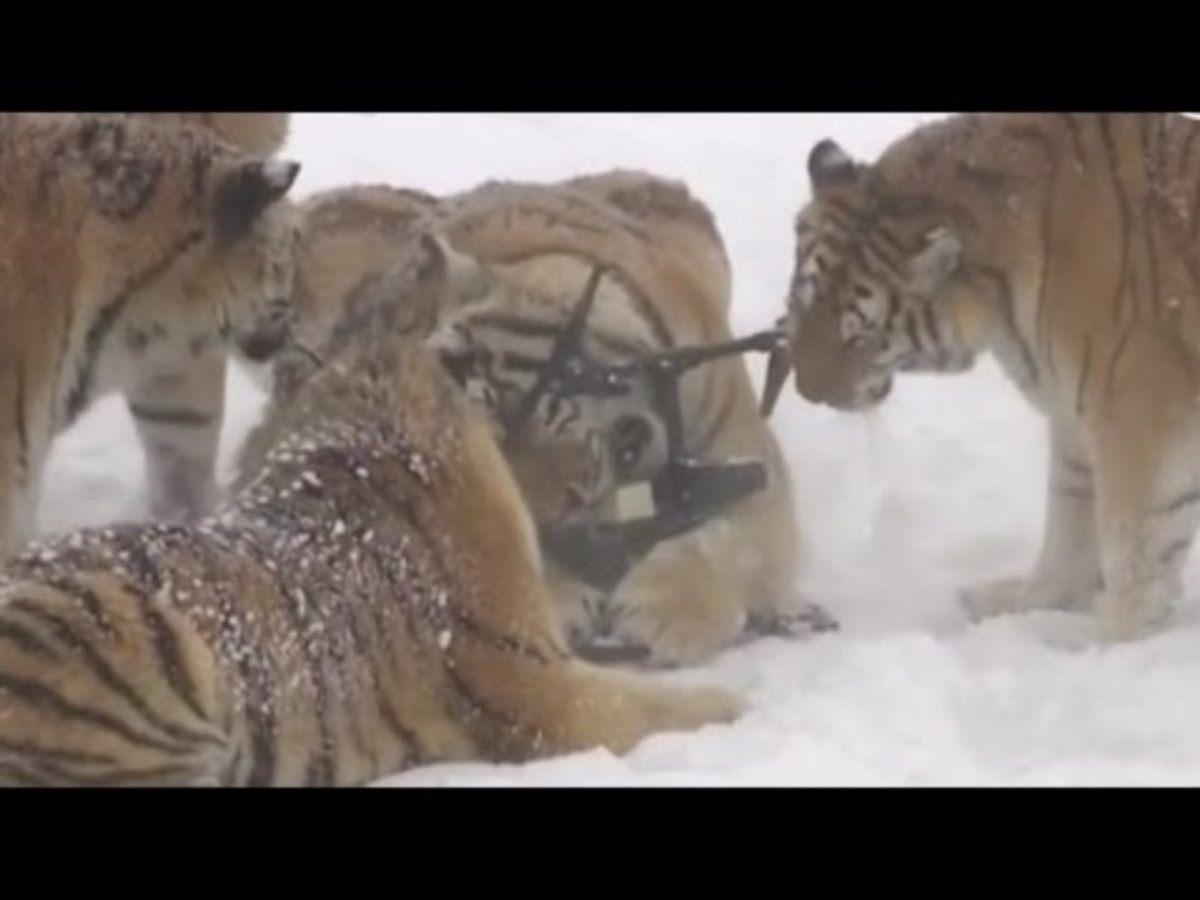 Τίγρεις από τη Σιβηρία ”εξουδετερώνουν” drone! [vid]