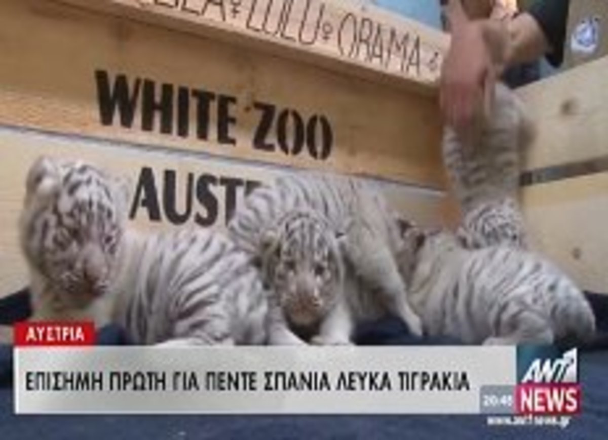 Τα πιο γλυκά τιγράκια!