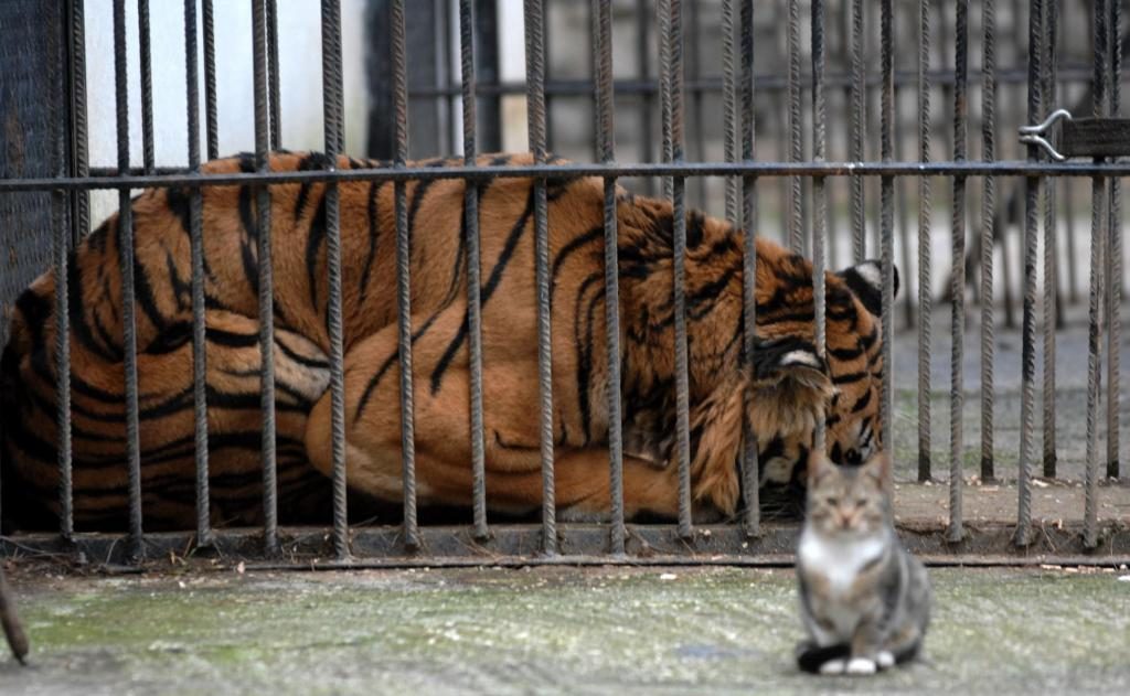 Από τη διαδικασία που έγινε για να μεταφερθεί η τίγρης - ΦΩΤΟ EUROKINISSI