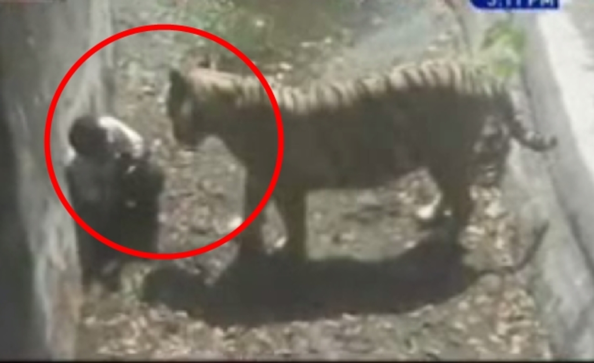 Ανατριχίλα: Λευκή τίγρης σκότωσε 20χρονο σε ζωολογικό κήπο – Βίντεο-σοκ!