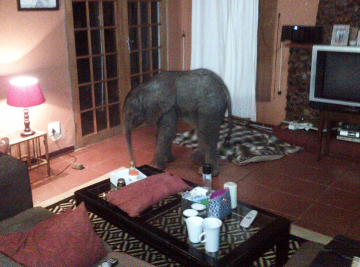 Άνοιξε την πόρτα και είδε ένα ελεφαντάκι! (ΦΩΤΟ)