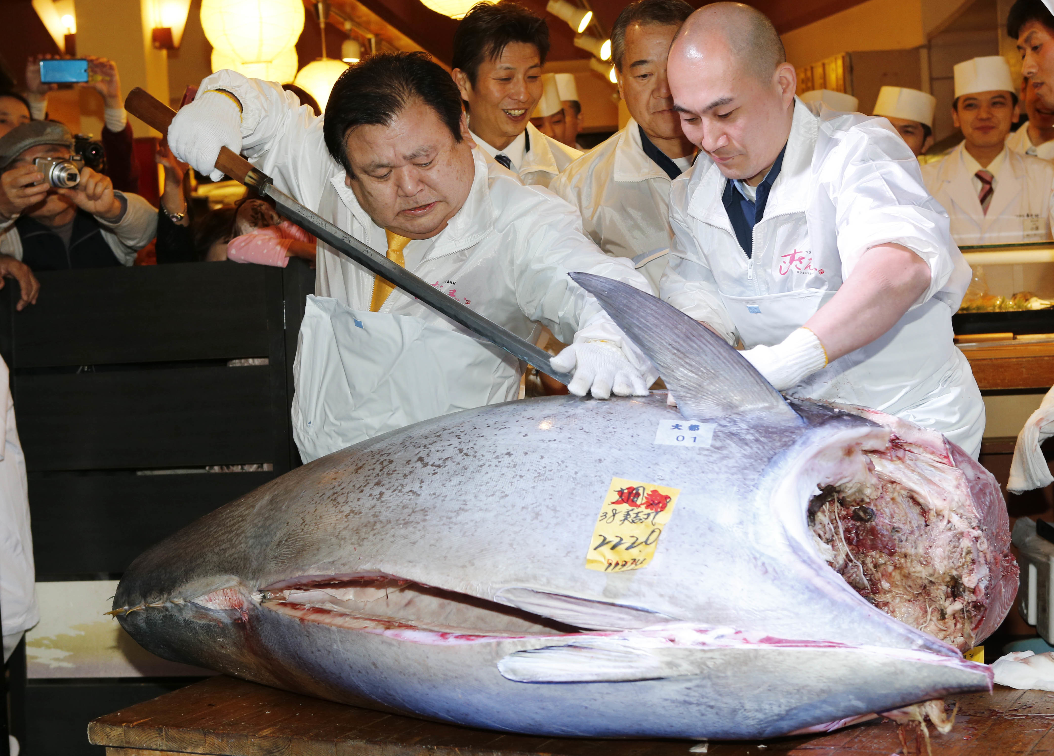 У рыбы есть мясо. Тунец 500 кг. Тихоокеанский голубой тунец.