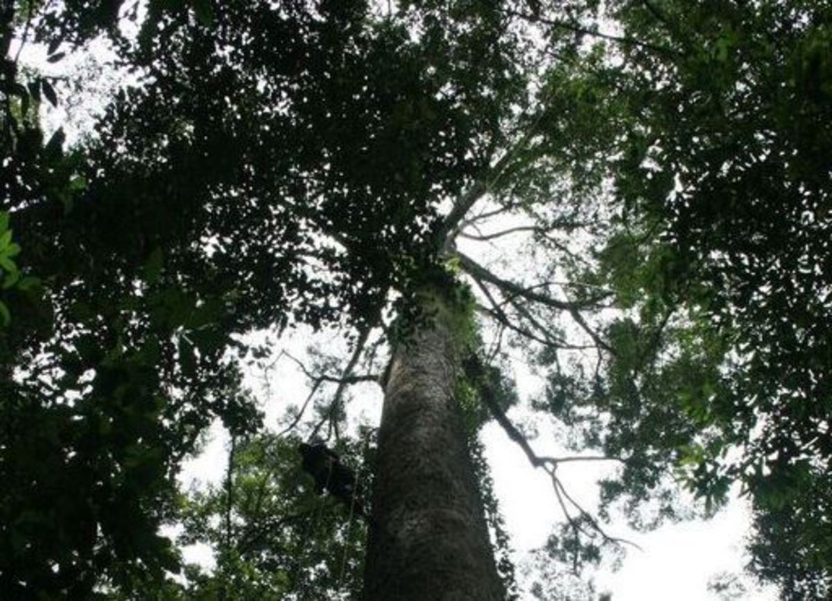 Αυτό είναι το ψηλότερο δέντρο του κόσμου – Τα είδαν όλα όταν επιχείρησαν να το μετρήσουν