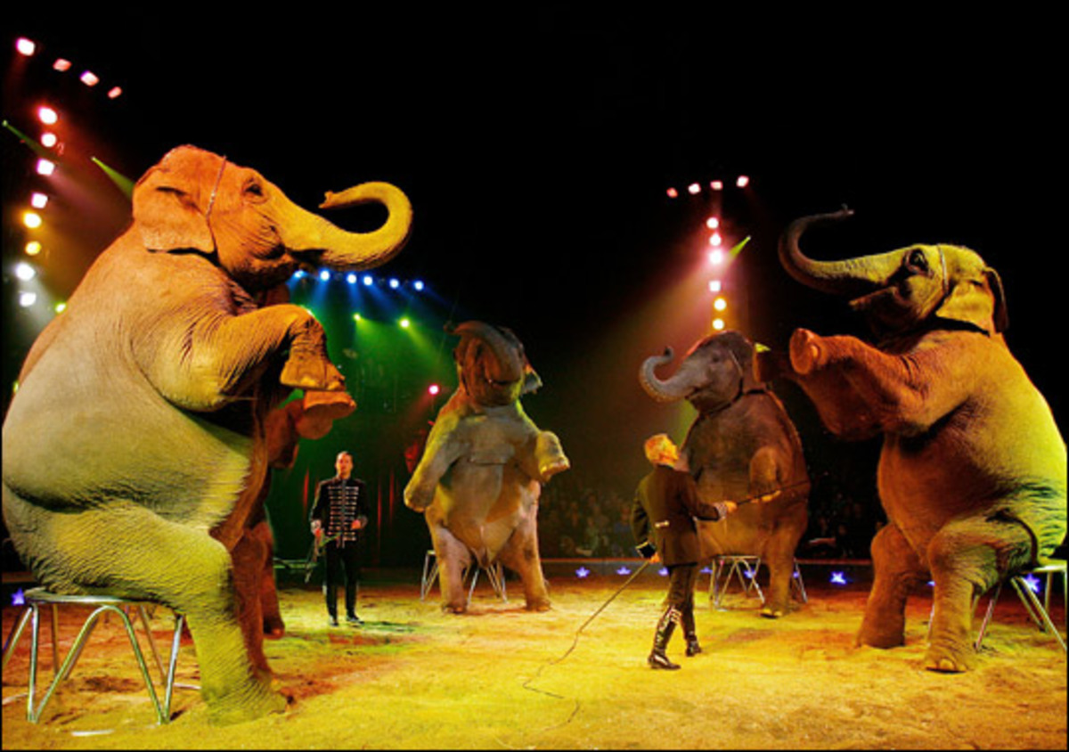 OXI στο Τσίρκο με ζώα…