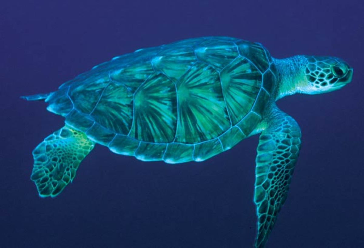 Εκατομμύρια  θαλάσσιες  χελώνες πνίγονται …