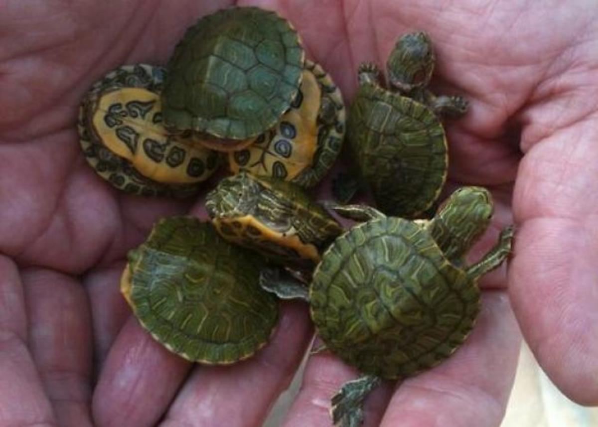 Το turtle manicure είναι το τελευταίο mini trend και δεν είναι αυτό που νομίζετε